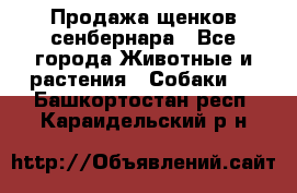 Продажа щенков сенбернара - Все города Животные и растения » Собаки   . Башкортостан респ.,Караидельский р-н